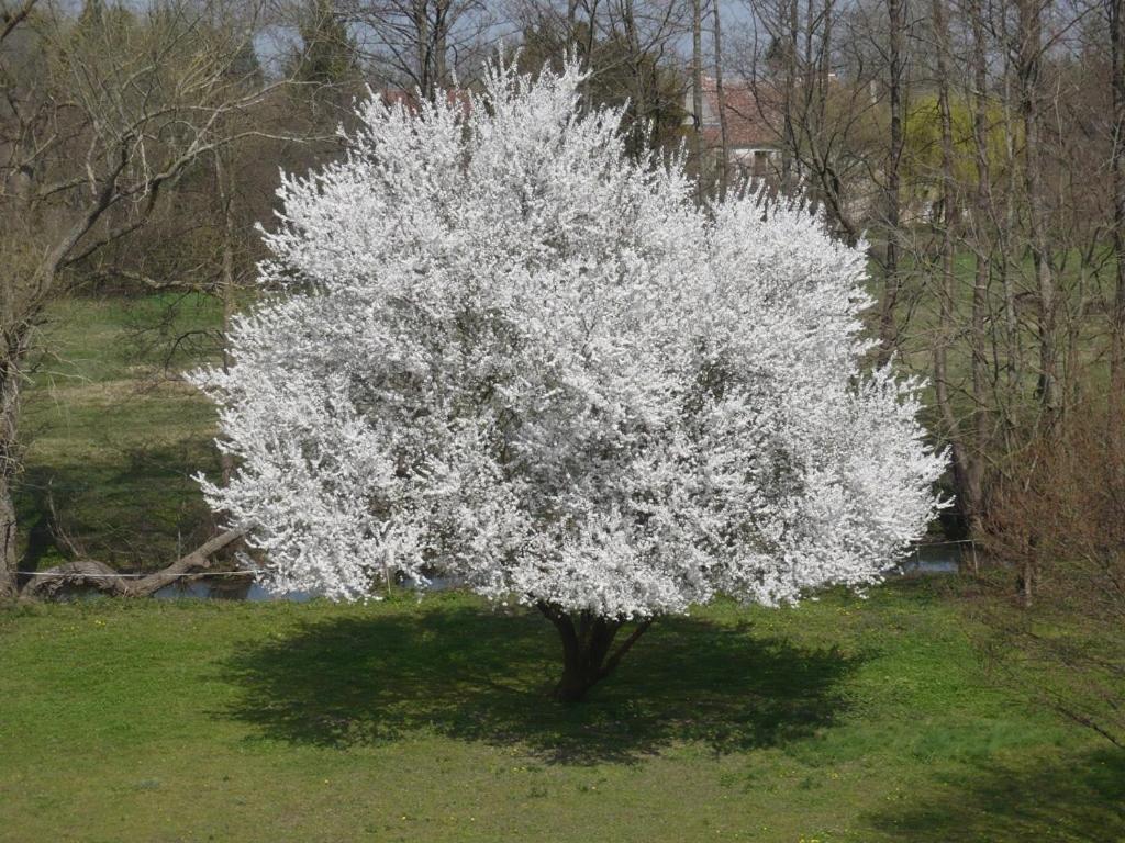 La Cuvellerie Ξενοδοχείο Narcy Εξωτερικό φωτογραφία